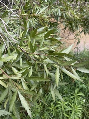 Searsia gerrardii