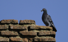 Columba livia domestica