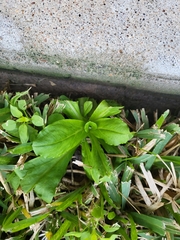 Gamochaeta americana