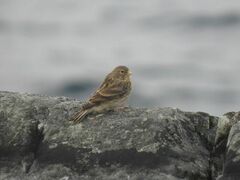 Linaria flavirostris