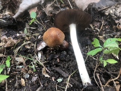 Psathyrella spadiceogrisea