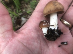 Psathyrella spadiceogrisea