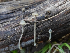 Mycena