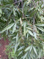 Searsia gerrardii