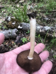 Psathyrella spadiceogrisea