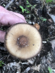 Psathyrella spadiceogrisea