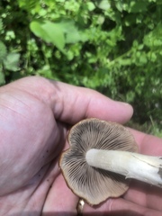Psathyrella spadiceogrisea