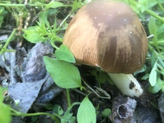 Psathyrella spadiceogrisea