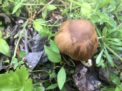 Psathyrella spadiceogrisea