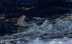 Nycticorax nycticorax
