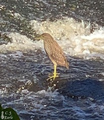 Nycticorax nycticorax