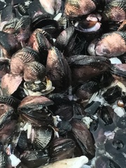 Perumytilus purpuratus