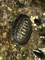 Chiton