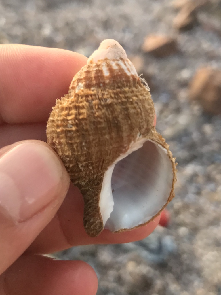 Priene scabrum