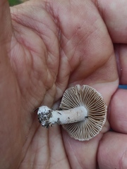 Inocybe