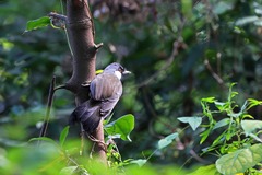 Pterorhinus chinensis