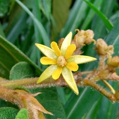 Apeiba tibourbou