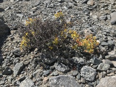 Dinemandra ericoides