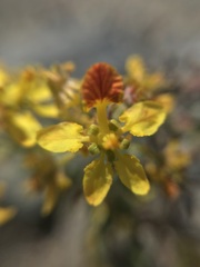 Dinemandra ericoides