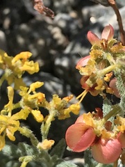 Dinemandra ericoides