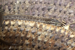 Boaedon fuliginosus