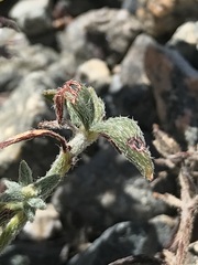 Dinemandra ericoides