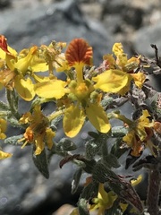 Dinemandra ericoides