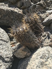Copiapoa atacamensis