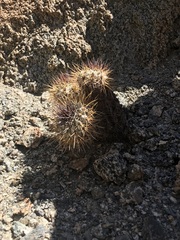 Copiapoa atacamensis