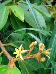 Apeiba tibourbou