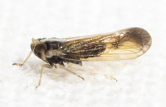 Tagosodes orizicolus