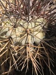 Copiapoa atacamensis