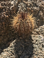 Copiapoa atacamensis