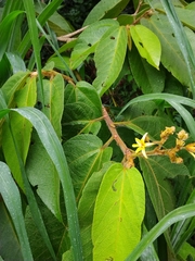 Apeiba tibourbou