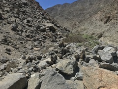 Copiapoa atacamensis