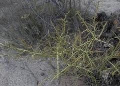 Parkinsonia microphylla