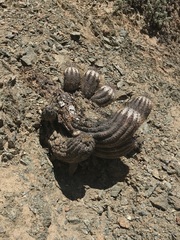 Copiapoa atacamensis