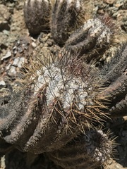 Copiapoa atacamensis