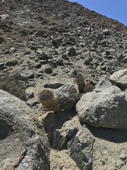 Copiapoa atacamensis