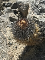 Copiapoa atacamensis