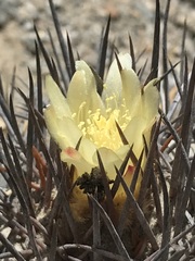 Copiapoa atacamensis