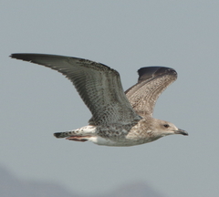 Larus cachinnans