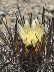 Copiapoa atacamensis