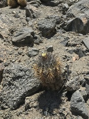 Copiapoa atacamensis