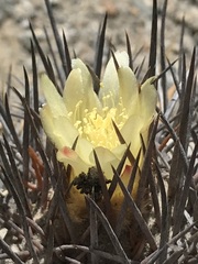 Copiapoa atacamensis