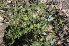 Lotononis platycarpa