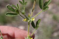 Lotononis platycarpa