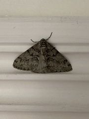 Phigalia denticulata