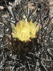 Copiapoa atacamensis