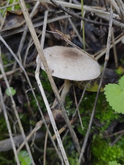 Coprinopsis melanthina